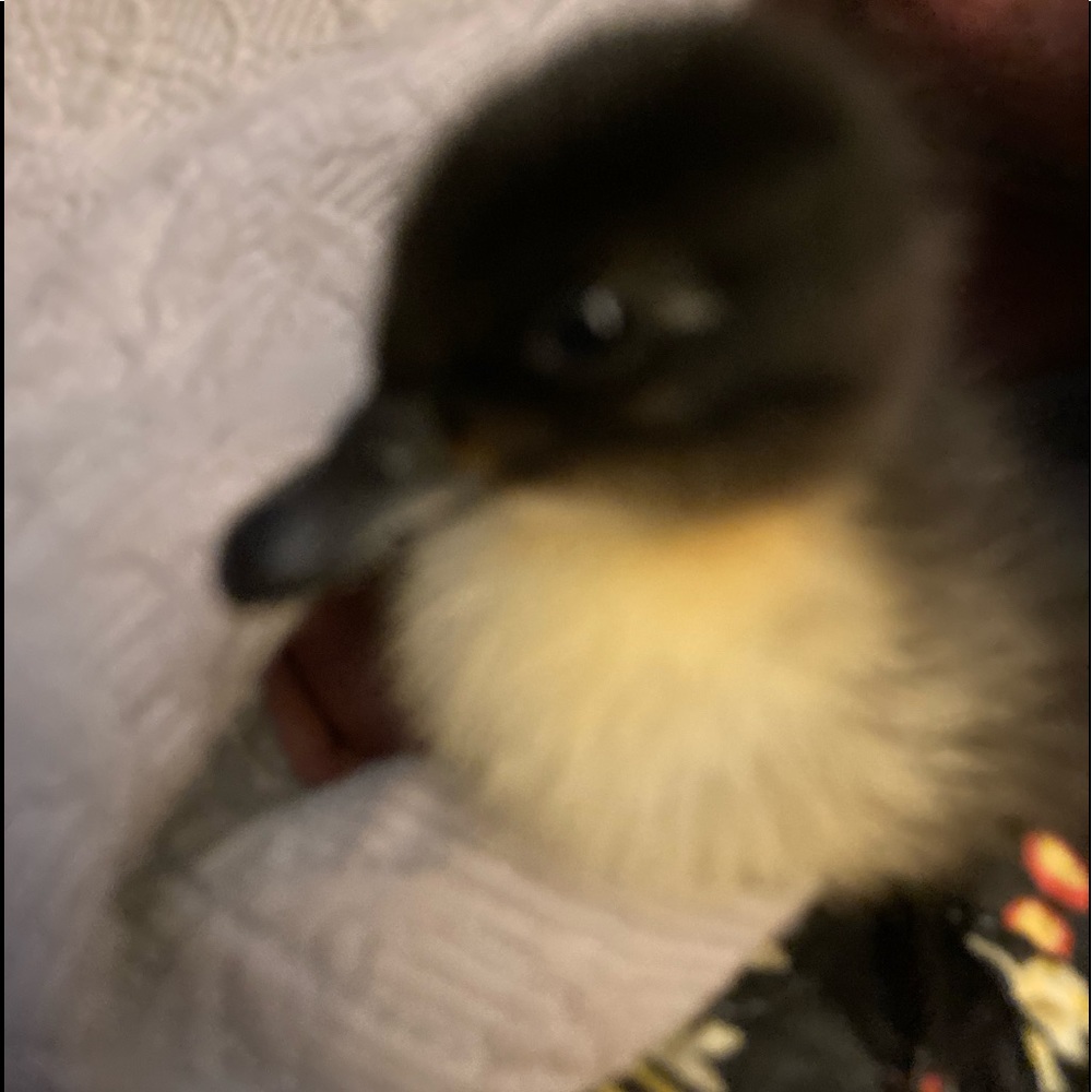 Meet your Posher, Lydia
